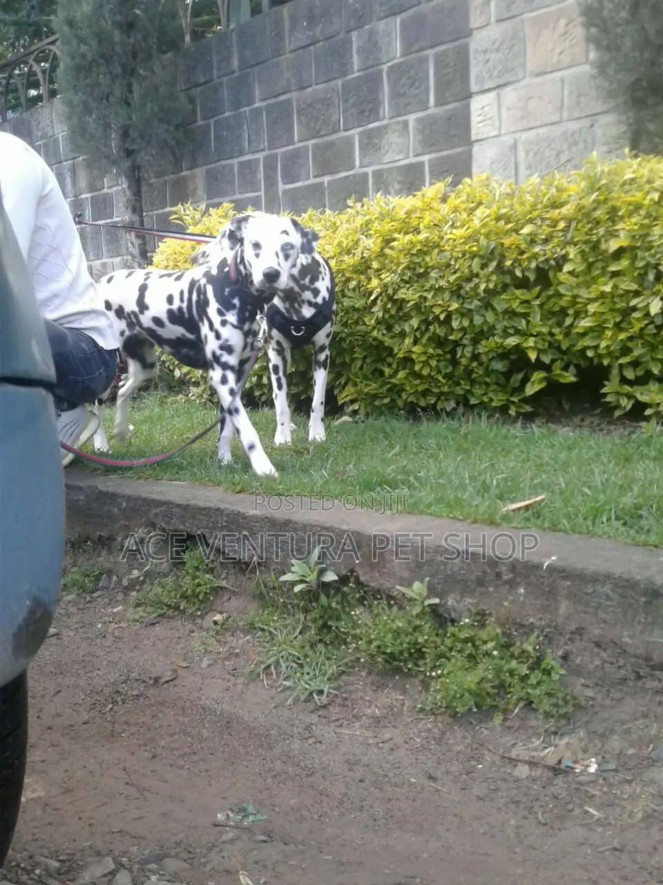 1-3 months Male Purebred Dalmatian
