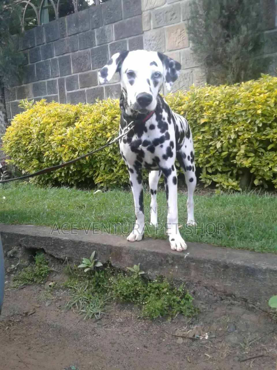 1-3 months Male Purebred Dalmatian