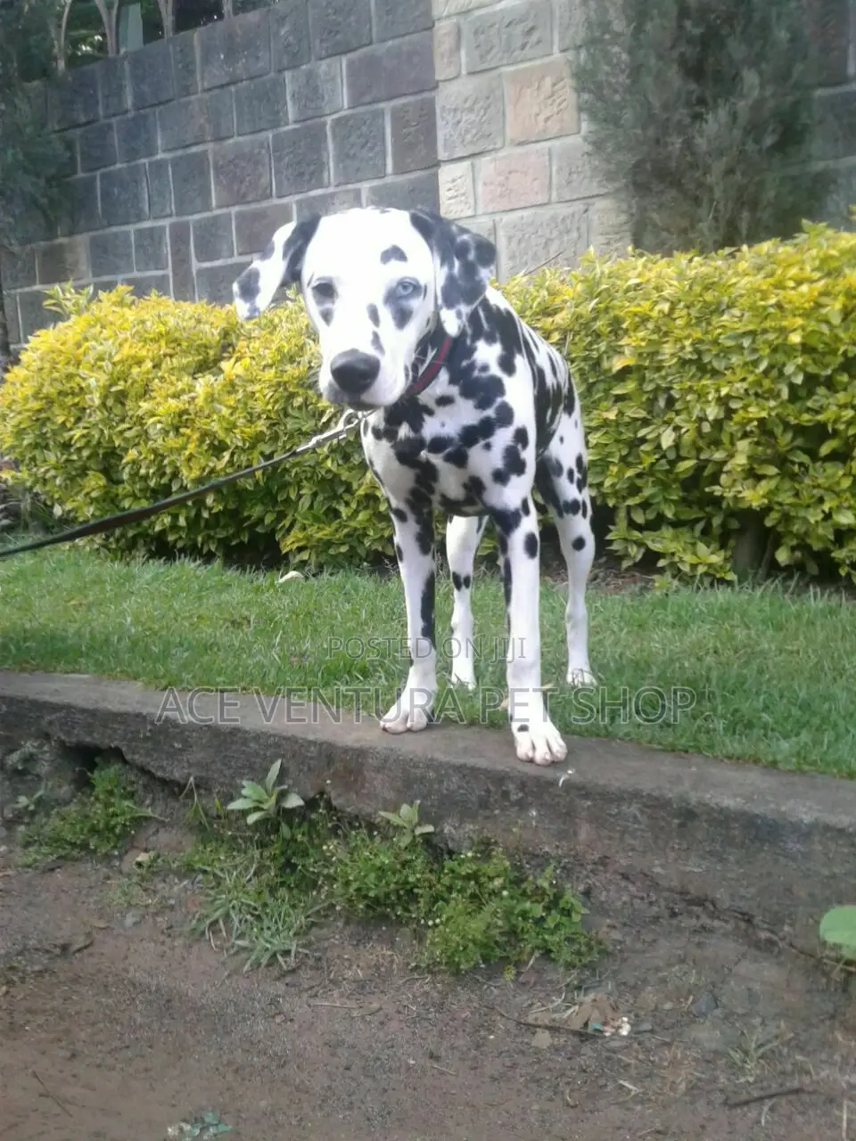 1-3 months Male Purebred Dalmatian