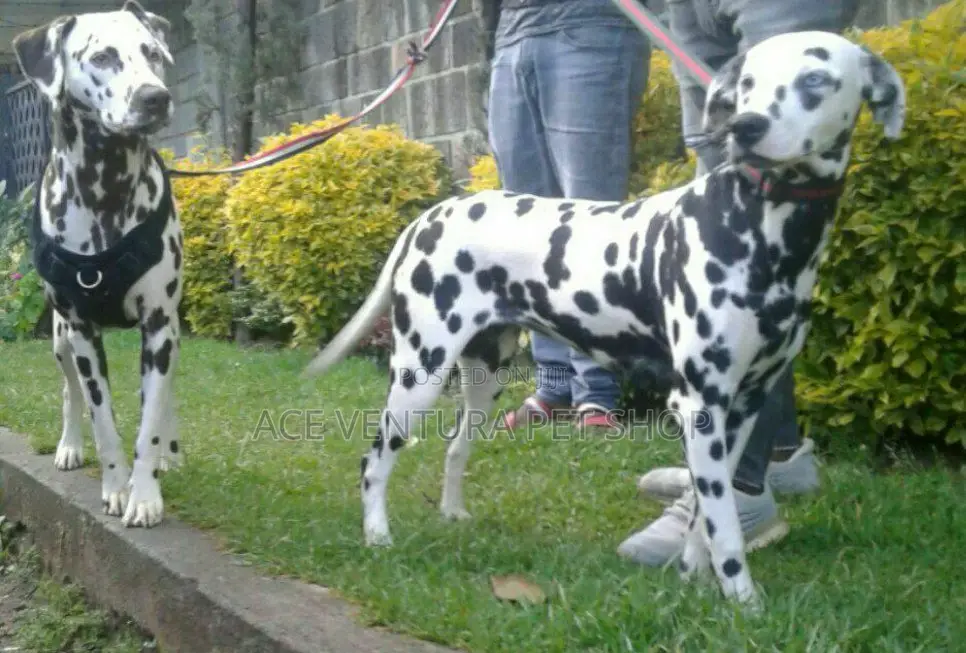 1-3 months Male Purebred Dalmatian