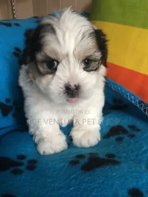 1-3 months Male Purebred Maltese Shih Tzu