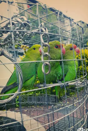 Parrots Pets