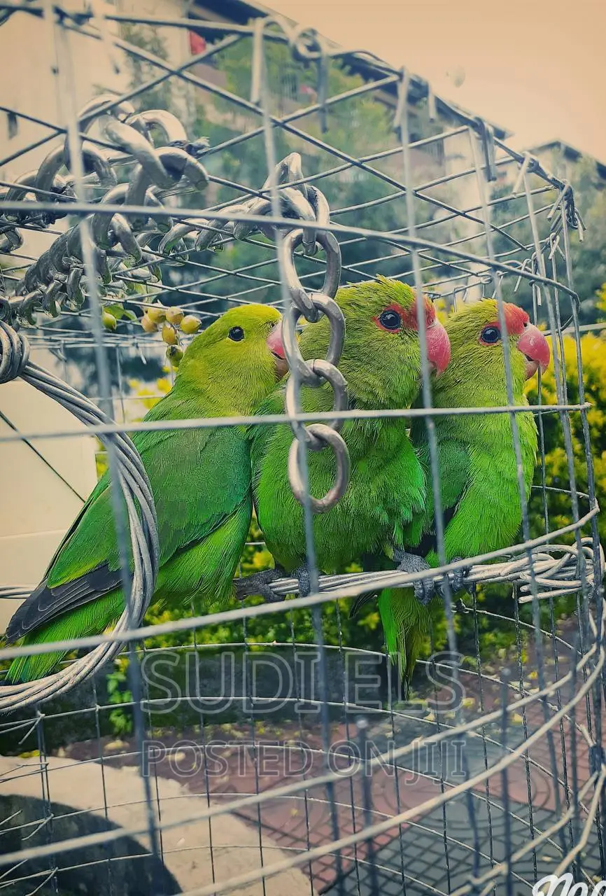 Parrots Pets