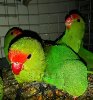 Parrots Pets