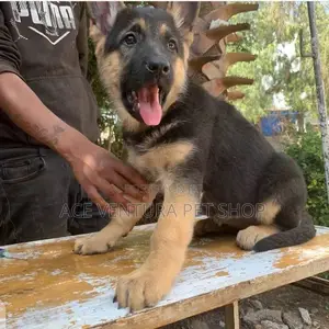 1-3 months Male Purebred German Shepherd