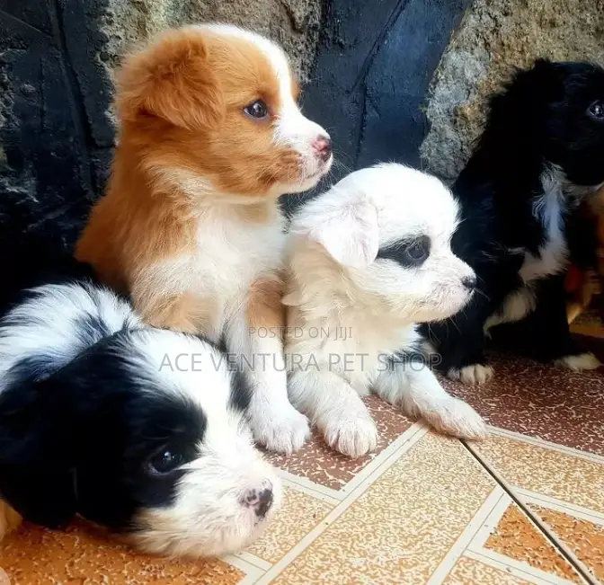 1-3 months Male Mixed Breed Maltese Shih Tzu
