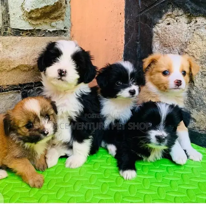 1-3 months Male Mixed Breed Maltese Shih Tzu