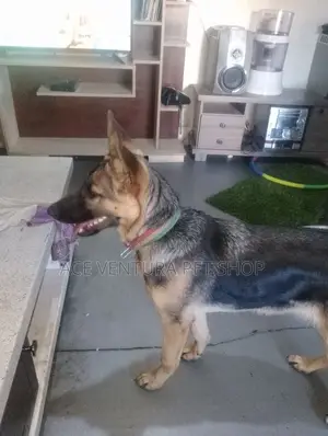 3-6 months Male Purebred German Shepherd