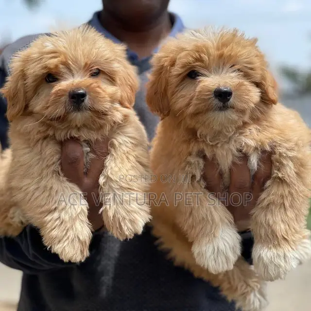 1-3 months Male Purebred Shih Tzu