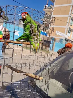 Parrots With House