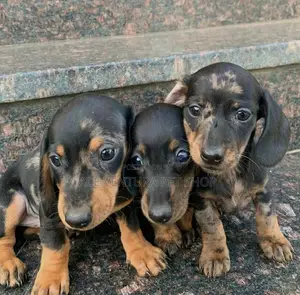 1-3 months Male Purebred Dachshund