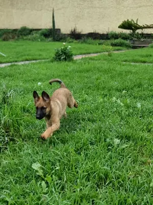 1-3 months Male Purebred Belgian Malinois