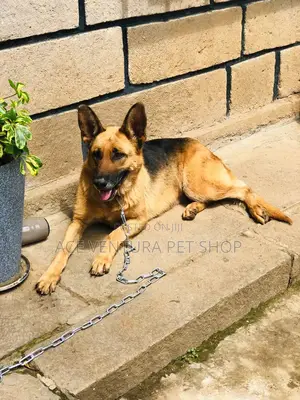 6-12 months Male Purebred German Shepherd