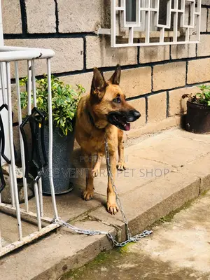 6-12 months Male Purebred German Shepherd