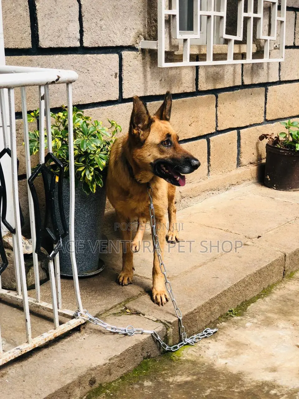 6-12 months Male Purebred German Shepherd