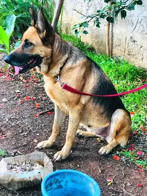 6-12 months Male Purebred German Shepherd