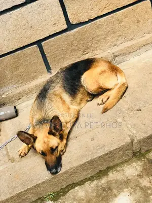 6-12 months Male Purebred German Shepherd