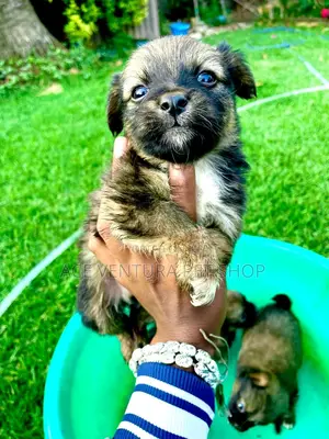 1-3 months Male Purebred Chihuahua