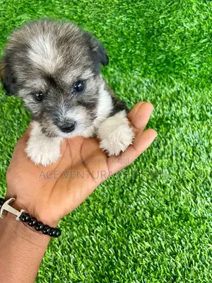 1-3 months Male Purebred Maltese Shih Tzu