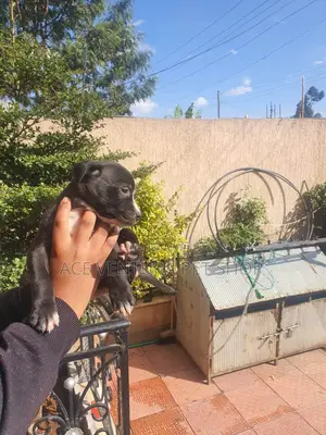 1-3 months Male Purebred American Pit Bull Terrier