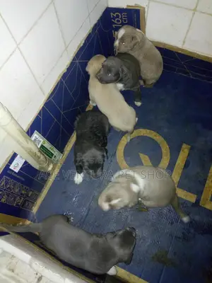 1-3 months Male Purebred American Pit Bull Terrier