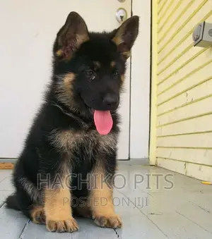 1-3 months Male Purebred German Shepherd