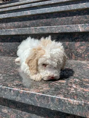 1-3 months Male Purebred Maltese