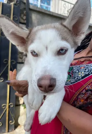 3-6 months Male Purebred Siberian Husky
