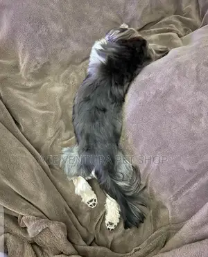 1-3 months Male Mixed Breed Maltese Shih Tzu