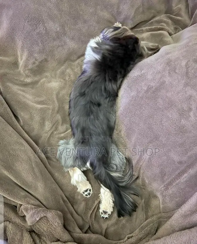1-3 months Male Mixed Breed Maltese Shih Tzu