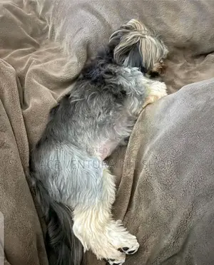 1-3 months Male Mixed Breed Maltese Shih Tzu