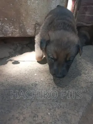 1-3 months Male Mixed Breed German Shepherd