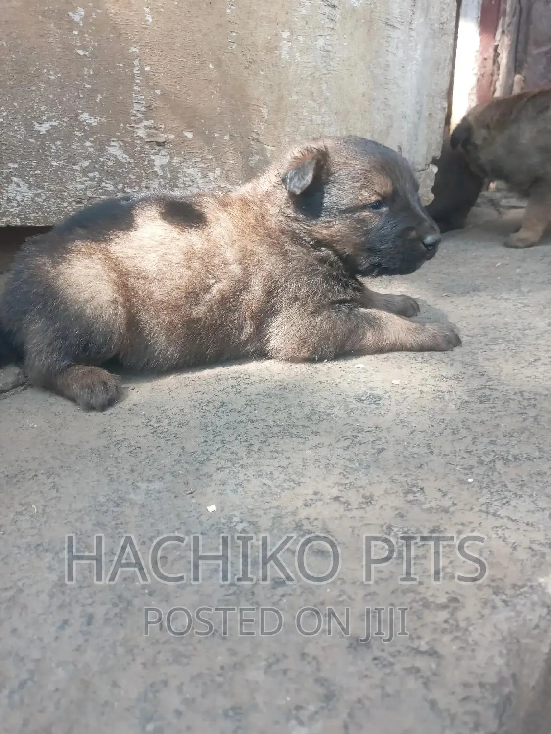 1-3 months Male Mixed Breed German Shepherd