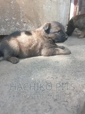 1-3 months Male Mixed Breed German Shepherd