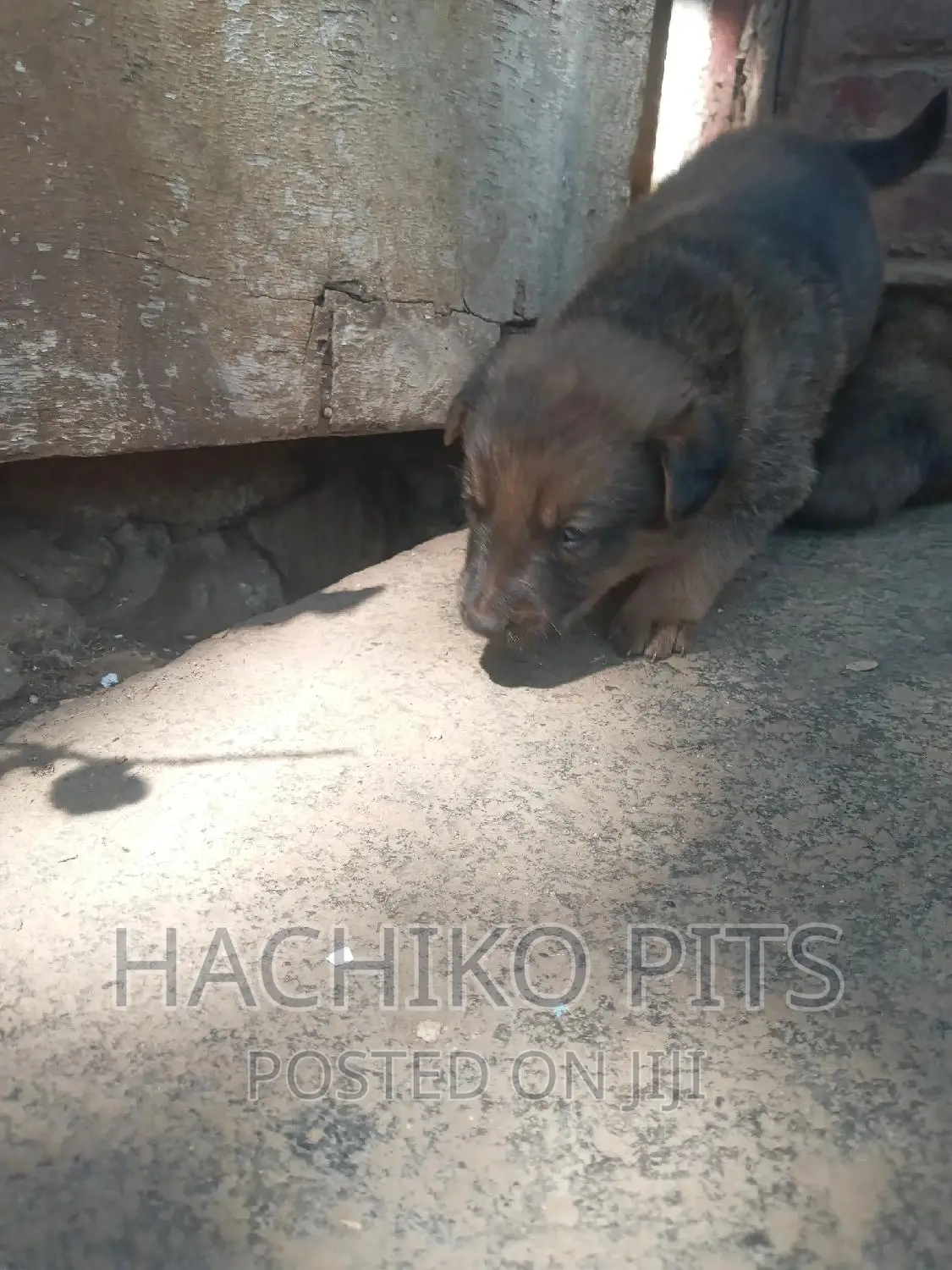 1-3 months Male Mixed Breed German Shepherd