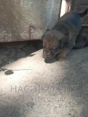 1-3 months Male Mixed Breed German Shepherd