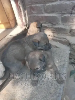 1-3 months Male Mixed Breed German Shepherd