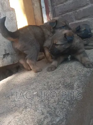 1-3 months Male Mixed Breed German Shepherd