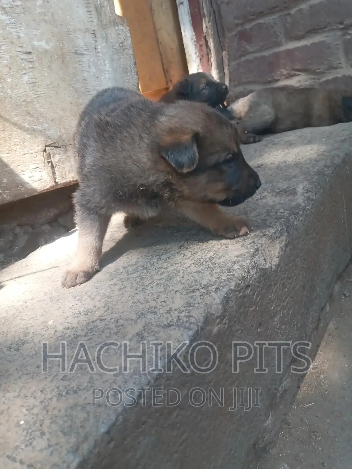 1-3 months Male Mixed Breed German Shepherd
