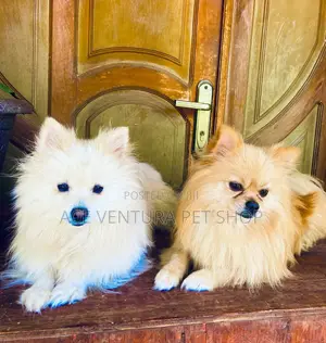 1-3 months Male Purebred Pomeranian