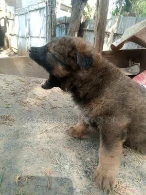 1-3 months Male Purebred German Shepherd