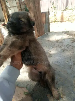 1-3 months Male Purebred German Shepherd