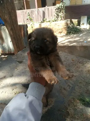 1-3 months Male Purebred German Shepherd