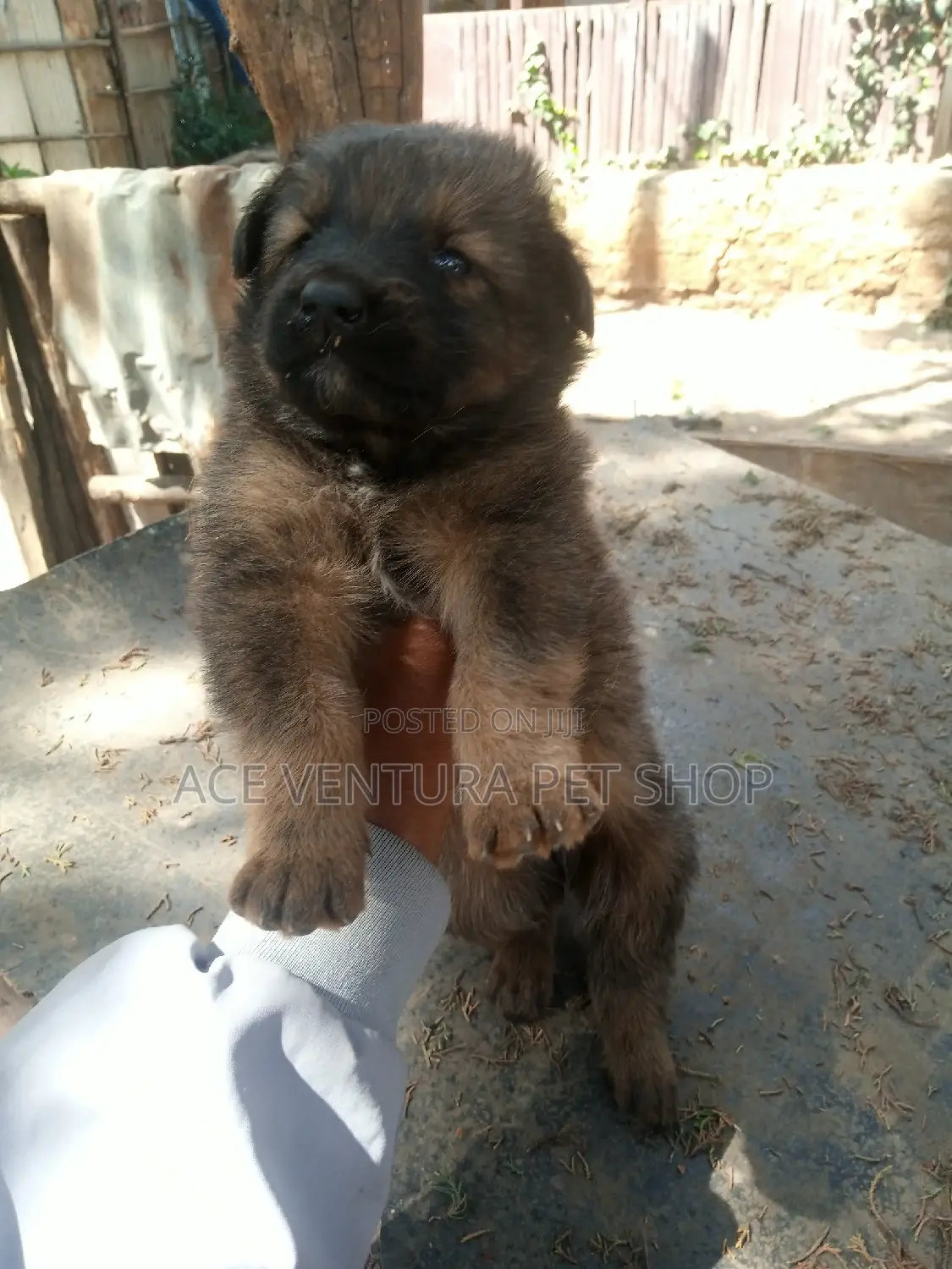 1-3 months Male Purebred German Shepherd