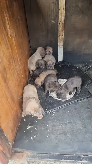 1-3 months Male Purebred American Pit Bull Terrier
