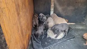 1-3 months Male Purebred American Pit Bull Terrier