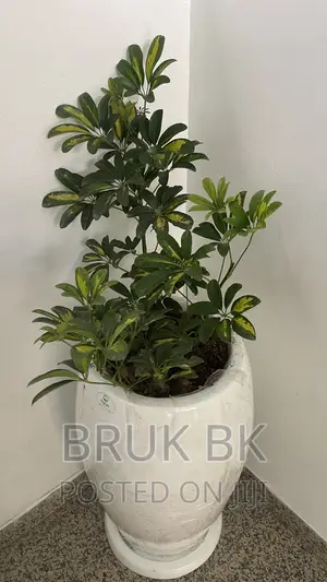 Chiflera Ficus