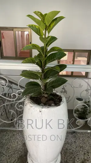 Yellow Rubber Tree Plant Only With Out the Pot
