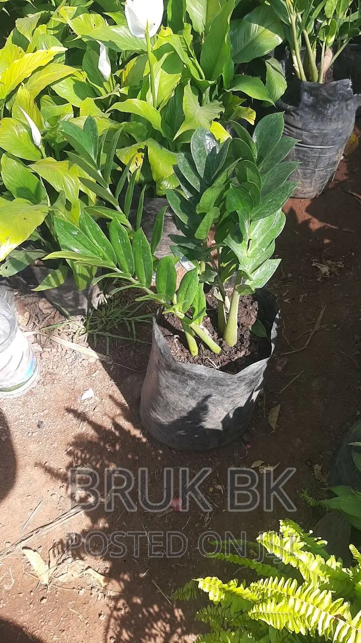 Aroid Palm or Zzplant