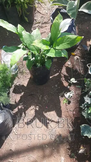 Peace Lily